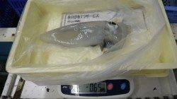 見草　アオリイカ1.07kgなどの釣果〜アタリ多かったです