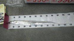 キビナゴのウキ釣りでメーターオーバーのタチウオ！