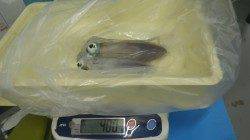 堺漁港グランド横　ヤエンでアオリイカ910g頭に4杯