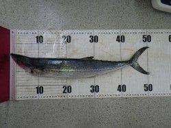 富田の磯　ルアーでメジロ＆サゴシ☆