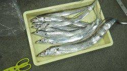 キビナゴのウキ釣りでメーターオーバーのタチウオ！