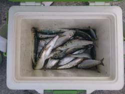 野瀬埠頭でイワシ&ママカリ　アジ・…