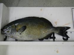 すさみ町里野の地磯でフカセ釣り、イスズミ&…