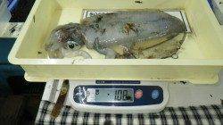 白浜町日置の地磯でアオリ好釣！ウキ釣りとヤエンにて