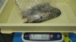 田辺元島　ヤエンでアオリイカ3バイの釣果