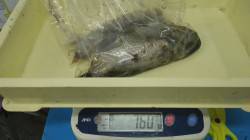 田辺元島　ヤエンでアオリイカ3バイの釣果