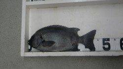 佐ベエの鼻でぶっこみ釣り　☆イシダイ45.7cm☆