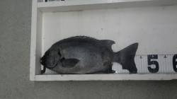 佐ベエの鼻でぶっこみ釣り　☆イシダイ45.…