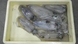 田辺天神崎でエギング　955ｇ、855ｇの…