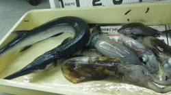 日置　志原の地磯にてヤエンでアオリイカ4ハ…