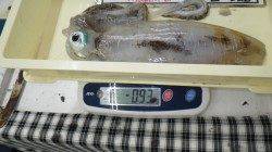 白浜　エギングにてアオリイカ3杯で計2.2kg