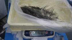 堺漁港グランド横　ヤエンでアオリイカの釣果…