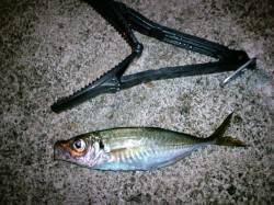 旭　エギング&オクトパッシングでア…