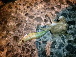 夕日港　快適な気温のナイトエギングでアオリ…