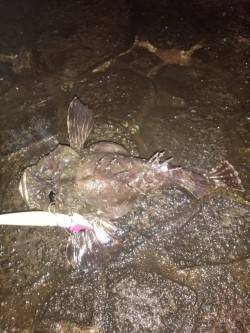 加古川河口周辺　太刀魚狙いのワインドにスレ…