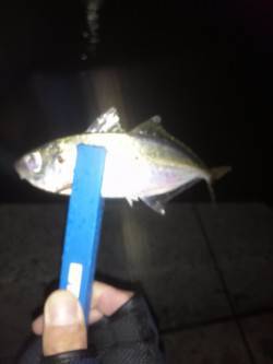 風が強い中東二見でアジング　なんとかアジに…