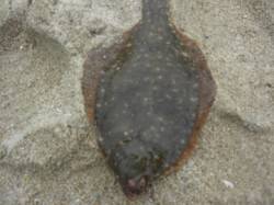 アジュール舞子～西舞子　投げ釣りでカレイ2…