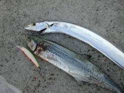 貝塚人口島沖向きテトラ帯　シーバス用のミノ…