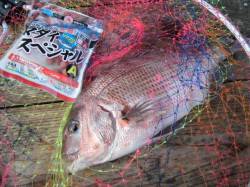 田尻の海上釣堀でマダイ　同行者の変り種エサ…