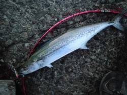 食品コンビナート・佐野川尻　鉄板バイブでサ…