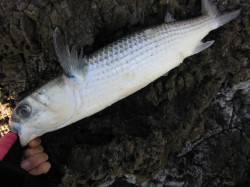 ヒラバエ 沖磯でグレ狙い釣行 本命グレの顔…