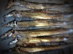 舞洲周辺でのタチウオテンヤ　アタリ多数バラ…