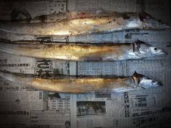 舞洲　ワインドでタチウオ　フォール中軽くシ…