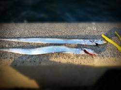 舞洲タチウオワインド、アタリ少ない中足元バ…