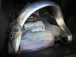 舞洲　ワインドでタチウオ明るいうちに一匹、…