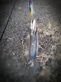 舞洲　メタルジグ表層ゆっくり引くパターンで…