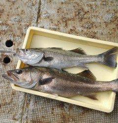 岸和田一文字・沖の北　イワシとドジョウをエサに良型タチウオ