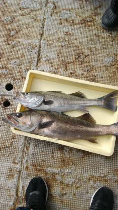 岸和田一文字・沖の北　イワシとドジョウをエサに良型タチウオ