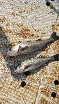 岸和田一文字　沖の北のノマセでメジロ、旧の赤灯台のウキ釣りでスズキ