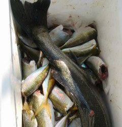 旧の赤灯台、アジ大漁！ハネも釣れました