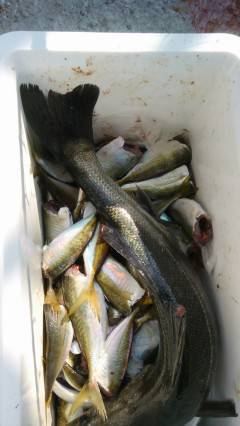 旧の赤灯台、アジ大漁！ハネも釣れました