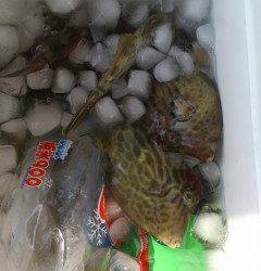 沖の北でカワハギ10枚&ガシラ