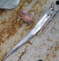 岸和田一文字　旧の赤灯台でタチウオ100センチとタコ