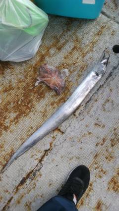 岸和田一文字　旧の赤灯台でタチウオ100セ…