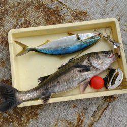 岸和田一文字・沖の北ハネ９本と好調　ほかチヌやハマチ、スズキも釣果あり