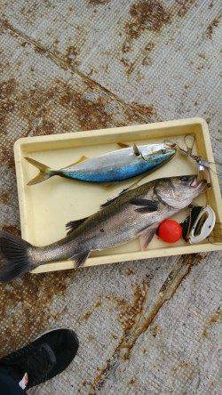 岸和田一文字・沖の北ハネ９本と好調　ほかチヌやハマチ、スズキも釣果あり