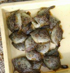 沖の北、探り釣りでカワハギ20匹☆　メバルやガシラも釣れています