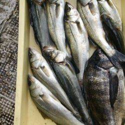 岸和田一文字・沖の北ハネ９本と好調　ほかチヌやハマチ、スズキも釣果あり