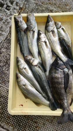 岸和田一文字・沖の北ハネ９本と好調　ほかチ…