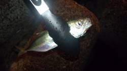 貝塚　アジングでアジ狙いもタチウオカッター…