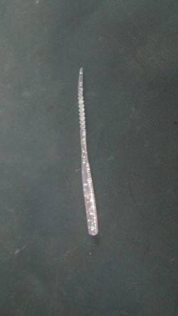 貝塚へアジングで出陣　アタリ多く楽しめまし…