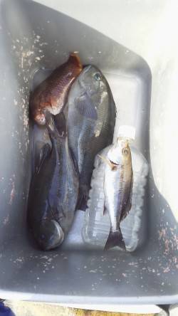 御坊のカツオ島にてフカセ釣り　小型のグレは…