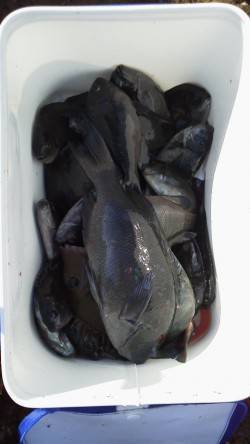 御坊のカツオ島にてフカセ釣り　小型のグレは多数釣れました