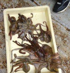 岸和田一文字　タコの釣果あり