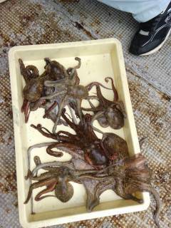 岸和田一文字　タコの釣果あり