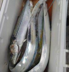 沖の北でのメジロ釣果　他タチウオ・サゴシなども